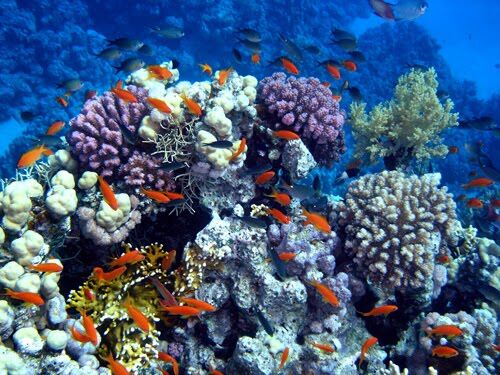 kekayaan laut negara indonesia 500x375