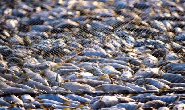 pencurian ikan indonesia 600x359