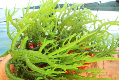 rumput laut sebagai biofuel 390x262
