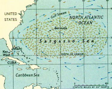 Sargasso 377x299