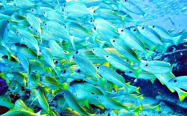 ikan laut 622x387