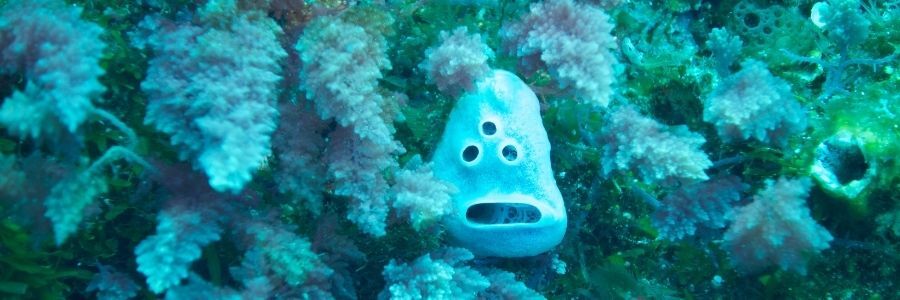 monster laut terbesar di dunia 900x300