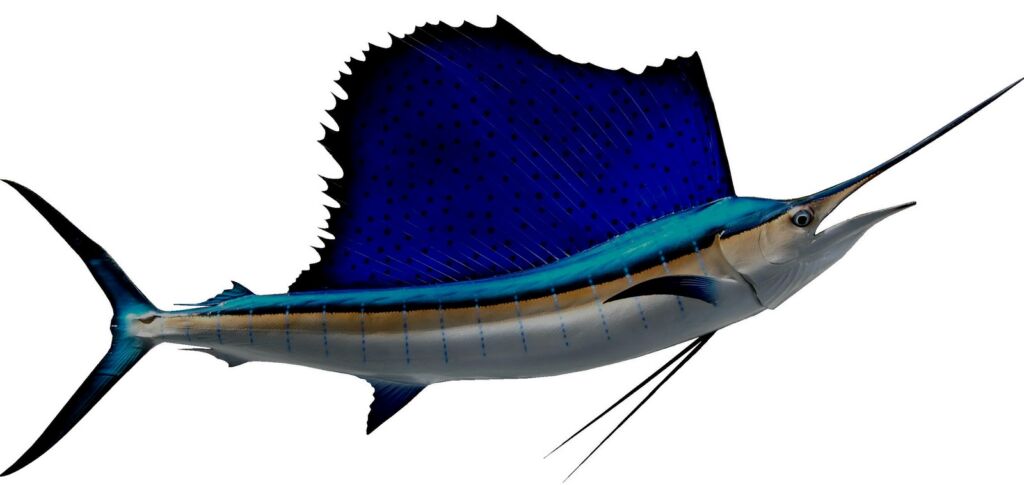 rekor dunia ikan terbesar 1600x758