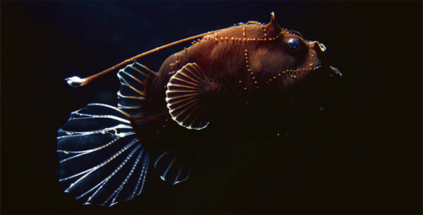 ikan laut paling aneh