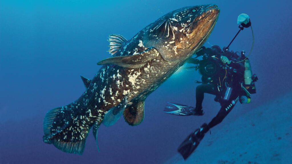 ikan prasejarah 1280x720
