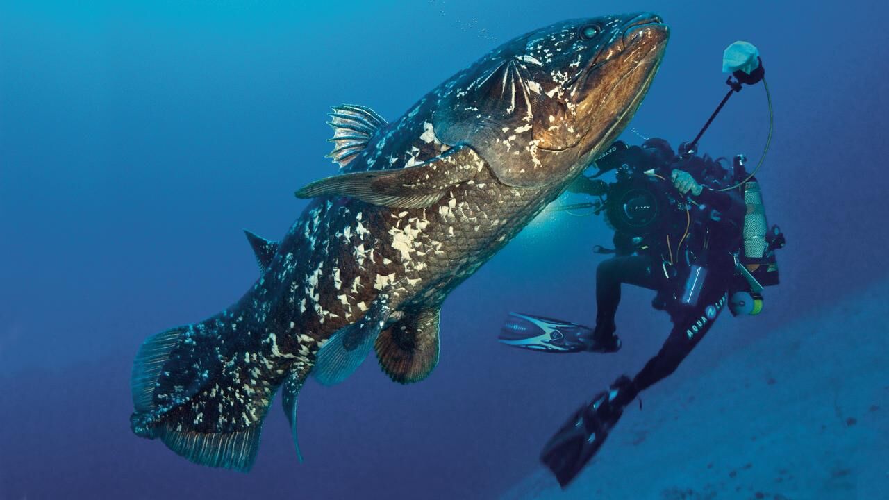ikan prasejarah 1280x720