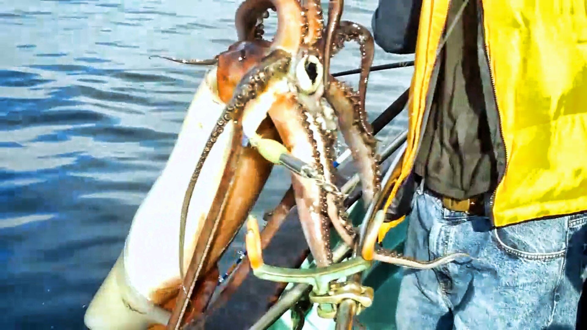 memancing cumi 1920x1080