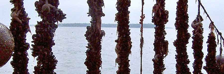 Tambang untuk Kerang Hijau 900x300